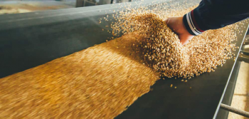 Grain in a processing process